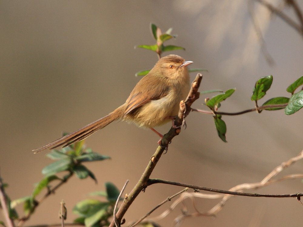 DPP_0093.JPG