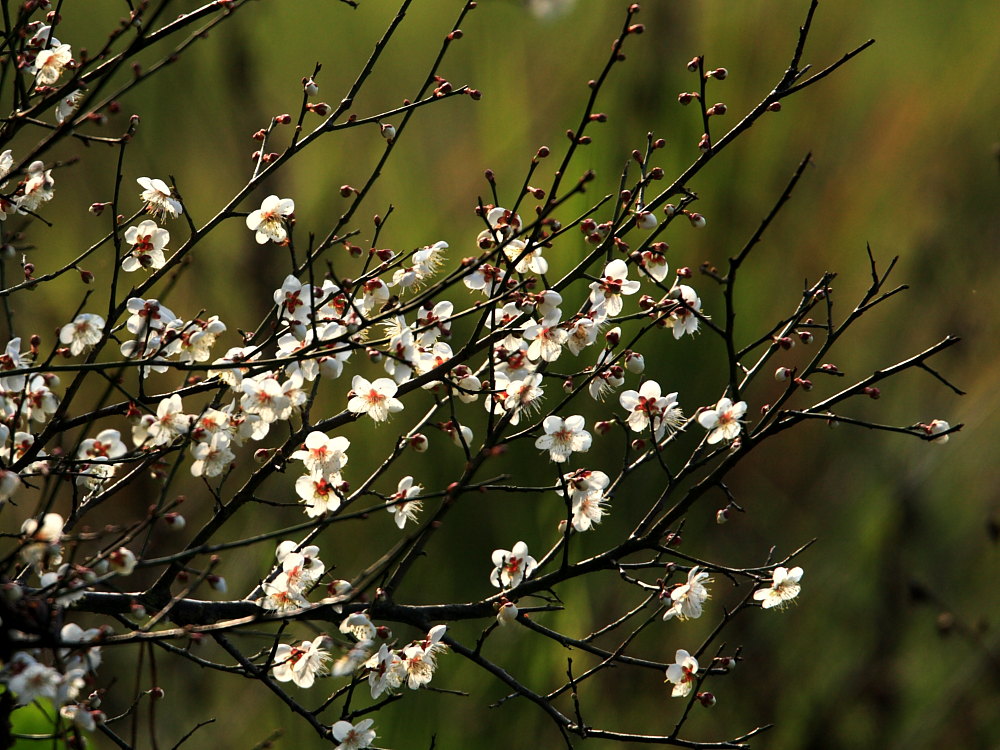 DPP_0098.JPG