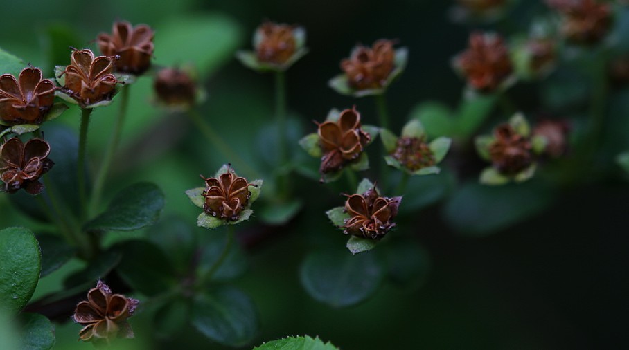 Ҷ߾գSpiraea prunifolia.jpg