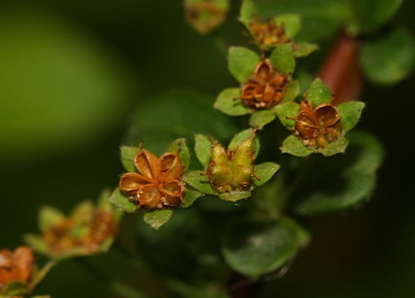 Ҷ߾գSpiraea prunifolia2.jpg