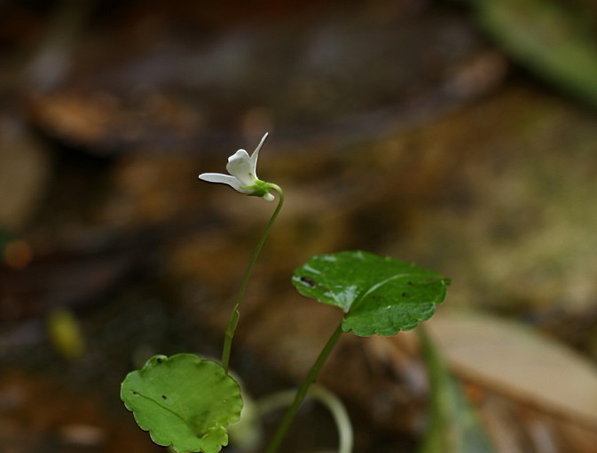 ԲˣViola davidii2.jpg