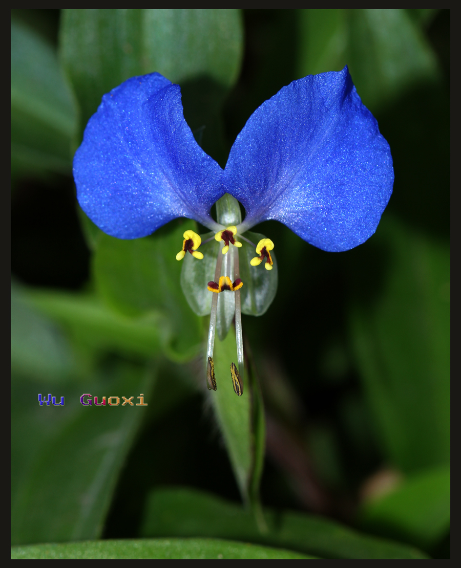 ѼŲݣCommelina communis2s.jpg