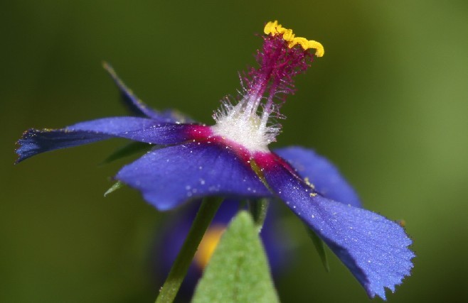 ƣAnagallis arvensis.jpg