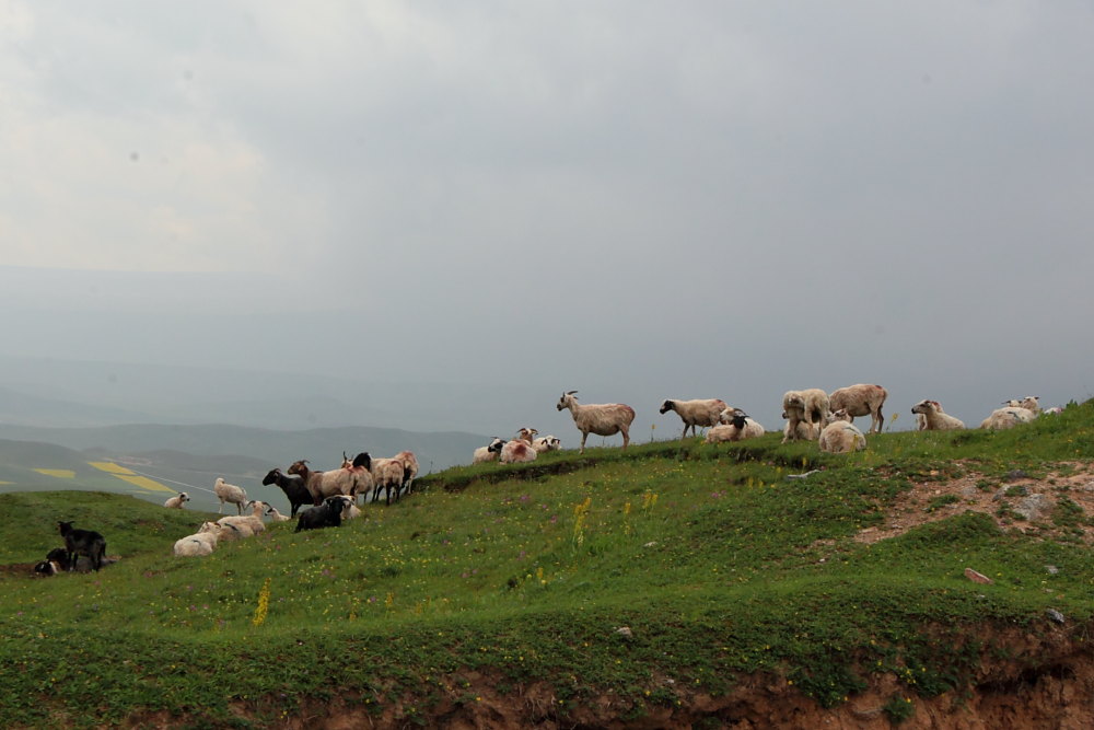 DPP_3442.JPG