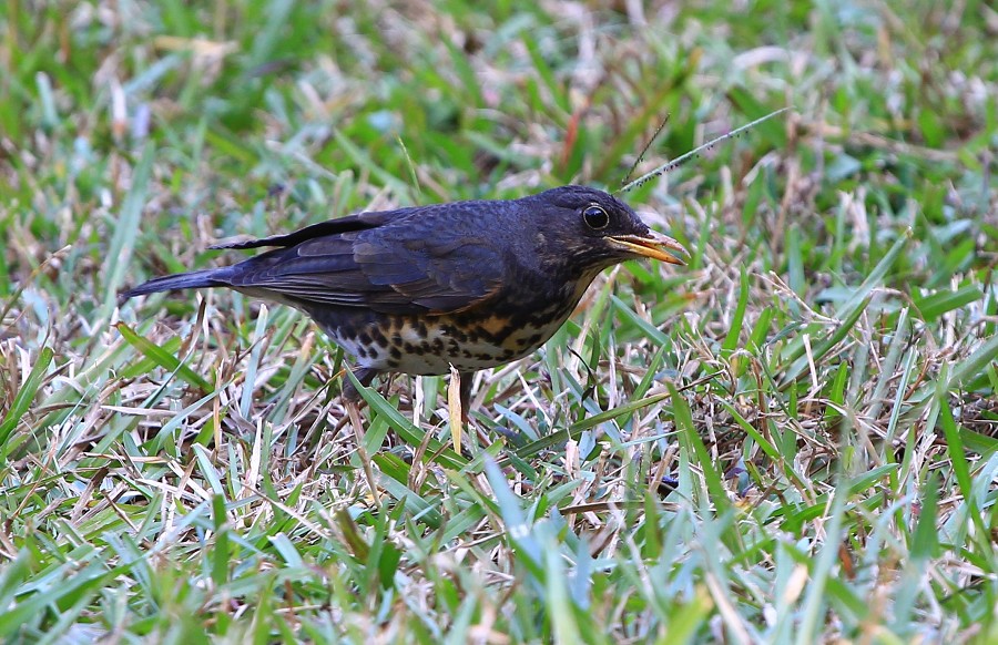 D02K9049-9.jpg