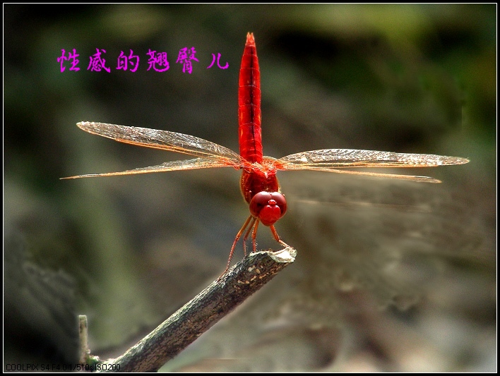 DSCN3854.JPG