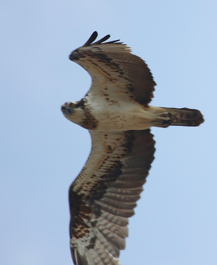 IMG_8692.jpg
