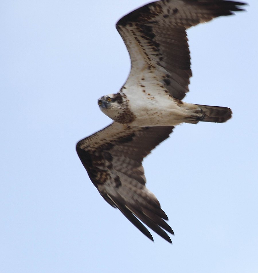 IMG_8691.jpg