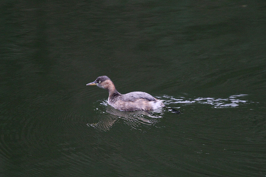 2011_10_30_0027.jpg