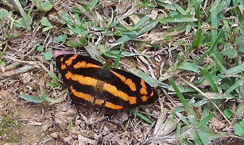 ɢʢ̵ Symbrenthia lilaea.jpg