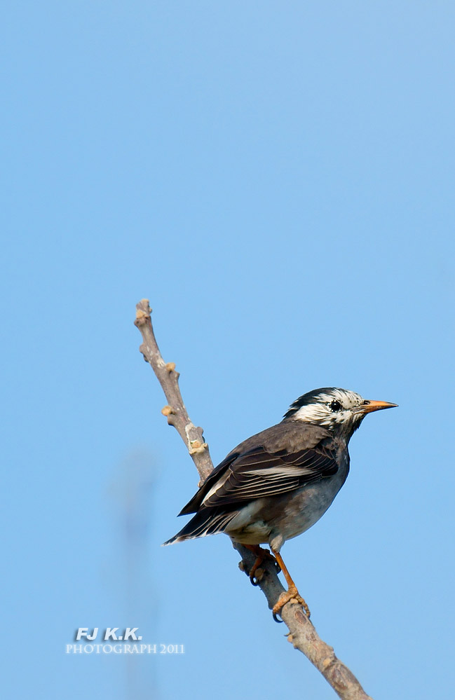 DSC07494a.jpg