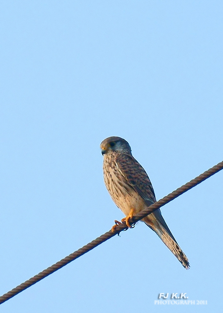 DSC07372a.jpg