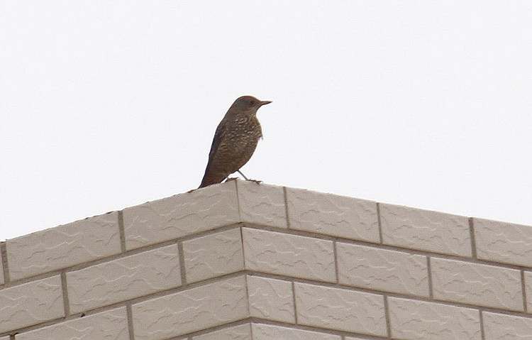 IMG_1384.jpg