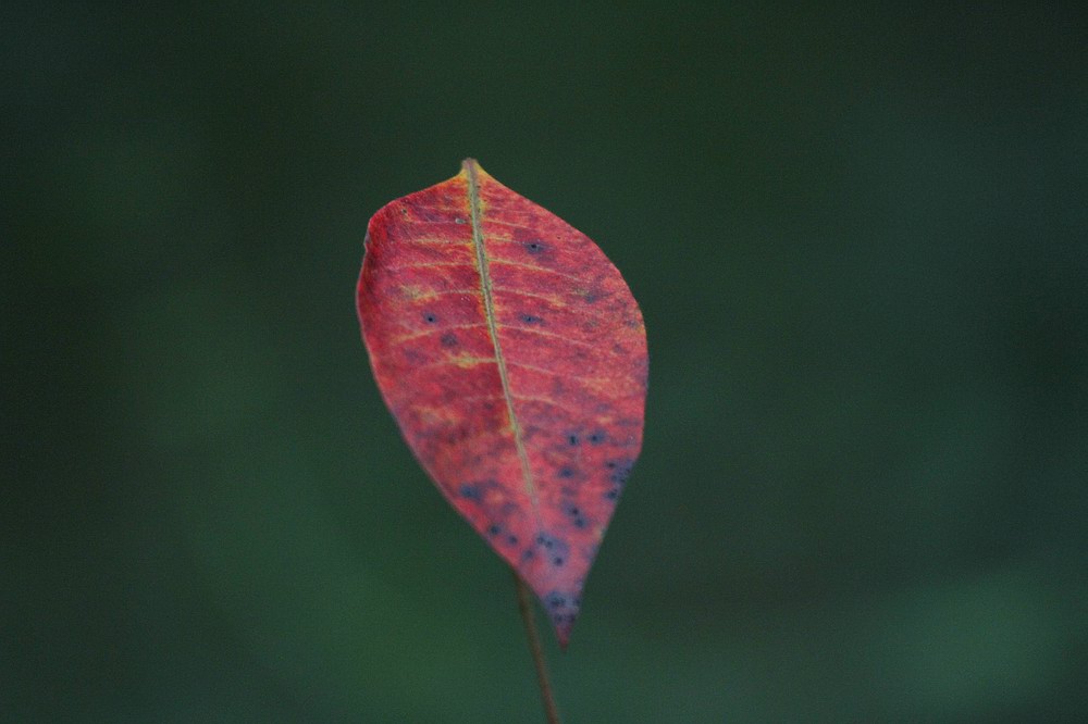 IMG_4439.jpg