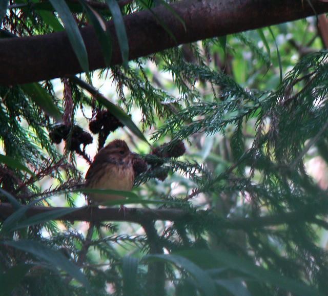 DSC08747.JPG