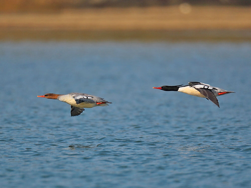 DPP_02967-1.jpg