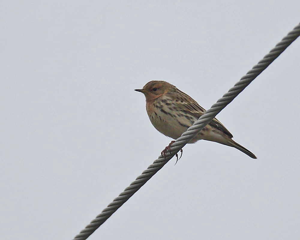 DPP_03230-1.jpg