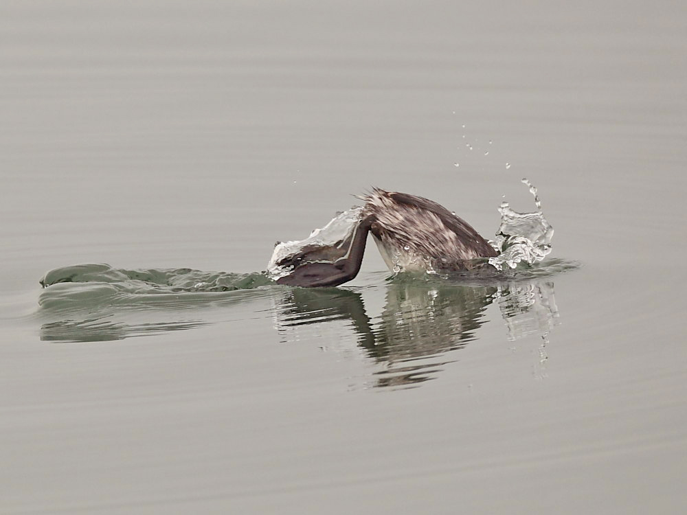DPP_03396-1.jpg