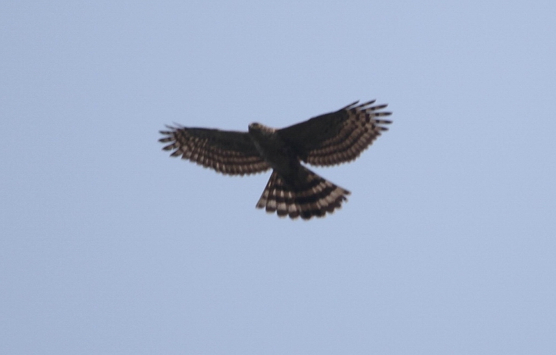 IMG_8778.jpg