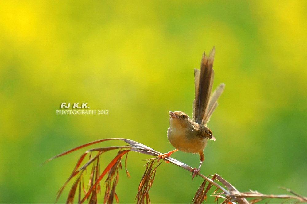 DSC01114a.jpg