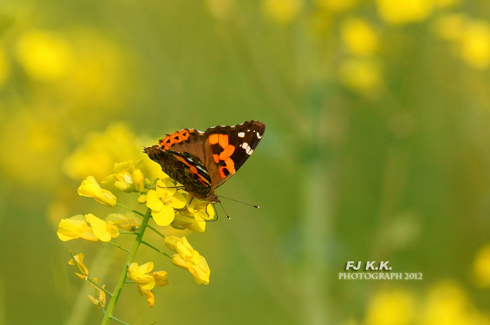 DSC02372a.jpg