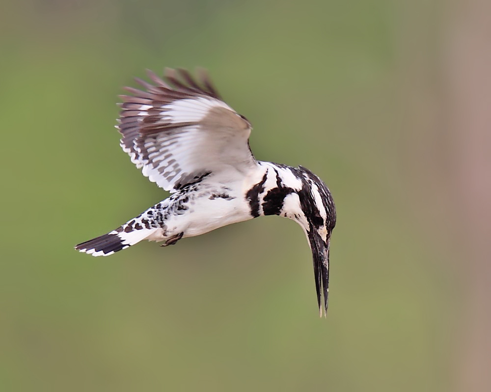 DPP_04018-1.jpg