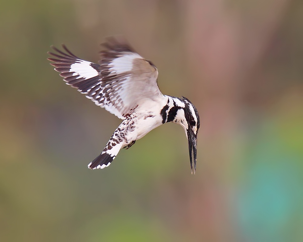 DPP_04016-1.jpg