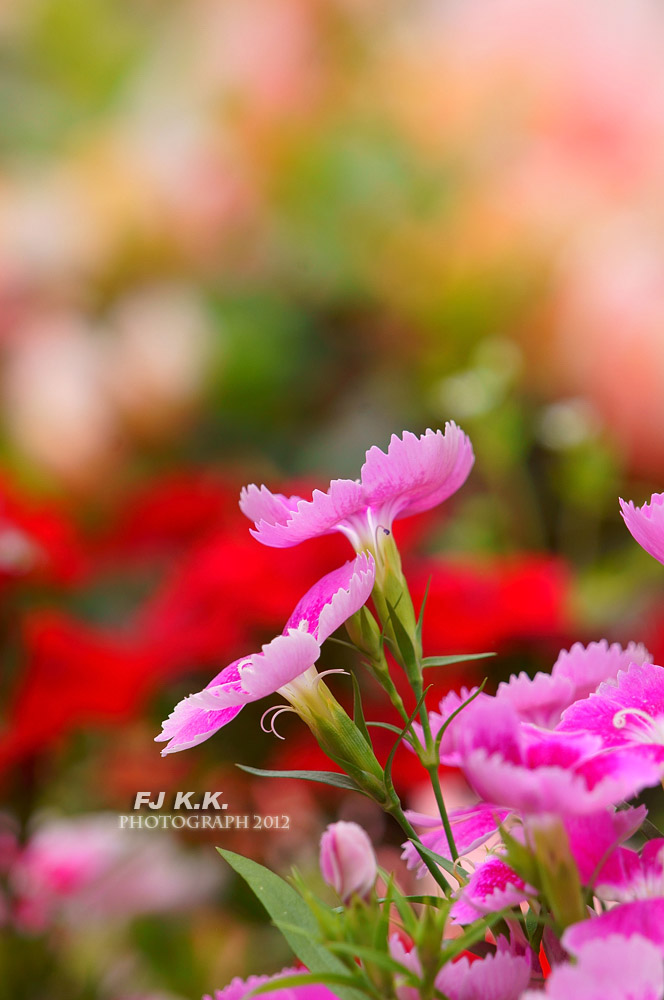 DSC04281a.jpg