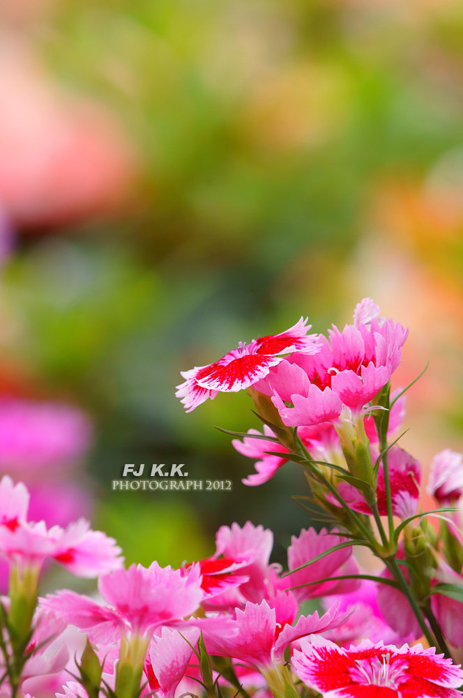 DSC04285a.jpg