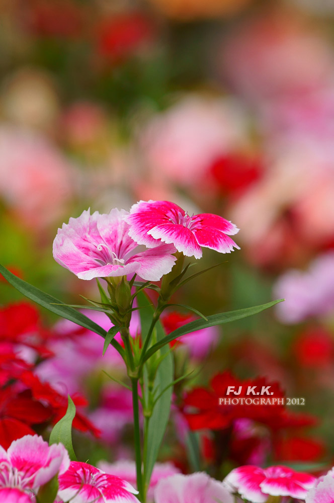 DSC04290a.jpg