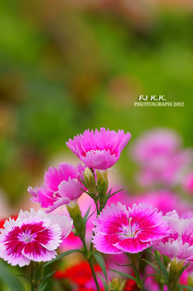 DSC04291a.jpg
