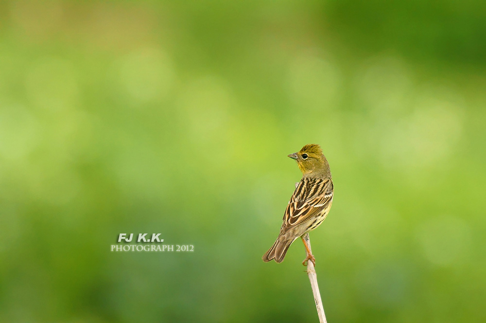 DSC08395a.jpg