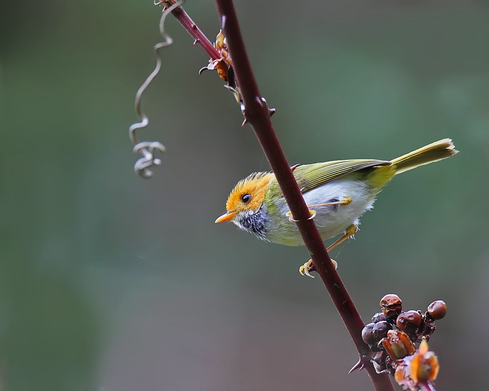 DPP_04093-1.jpg