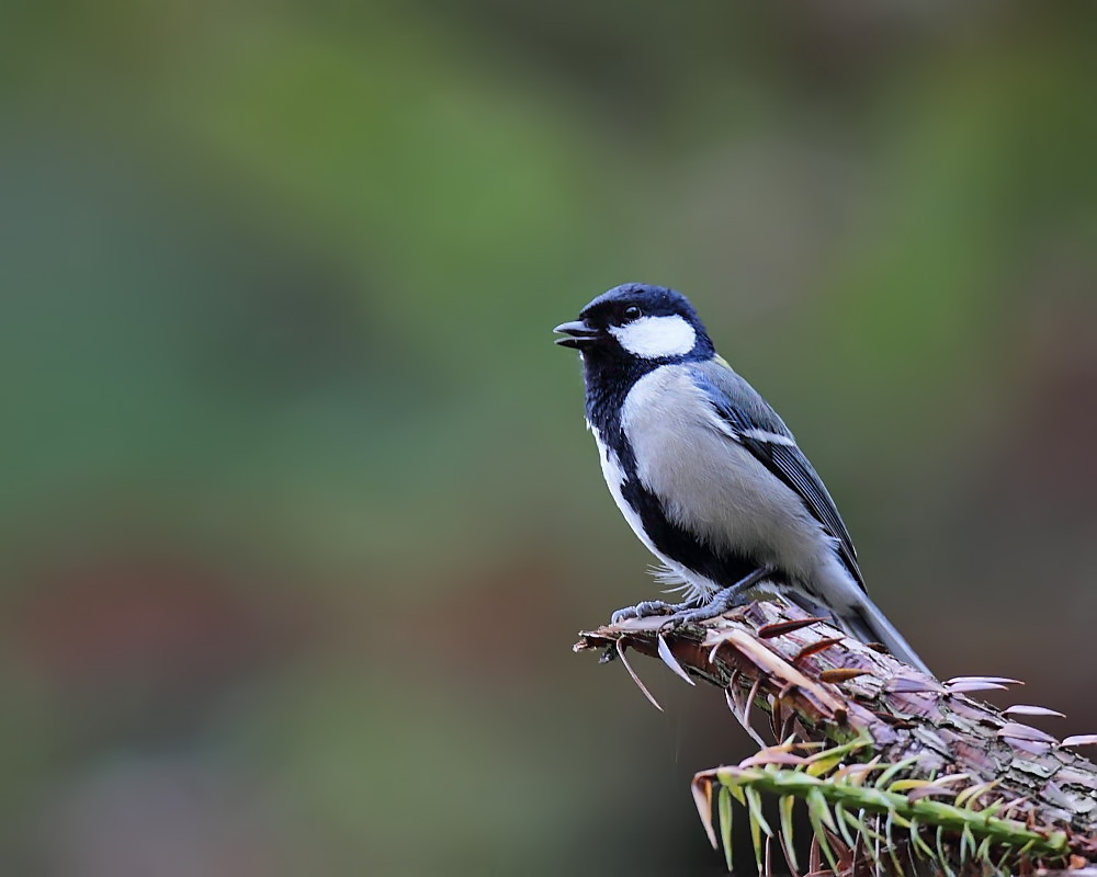 DPP_04092-1.jpg