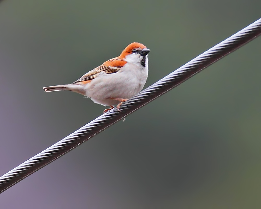 DPP_04094-1.jpg