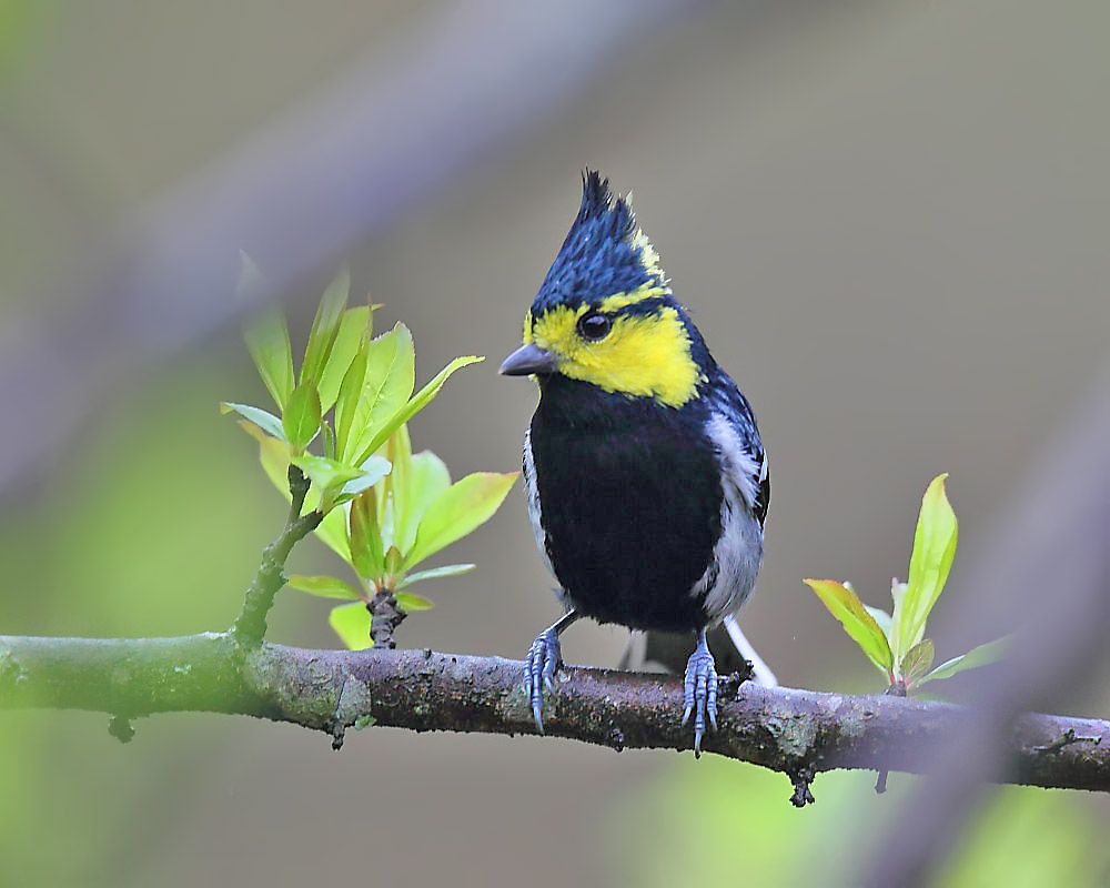 DPP_04043-1.jpg