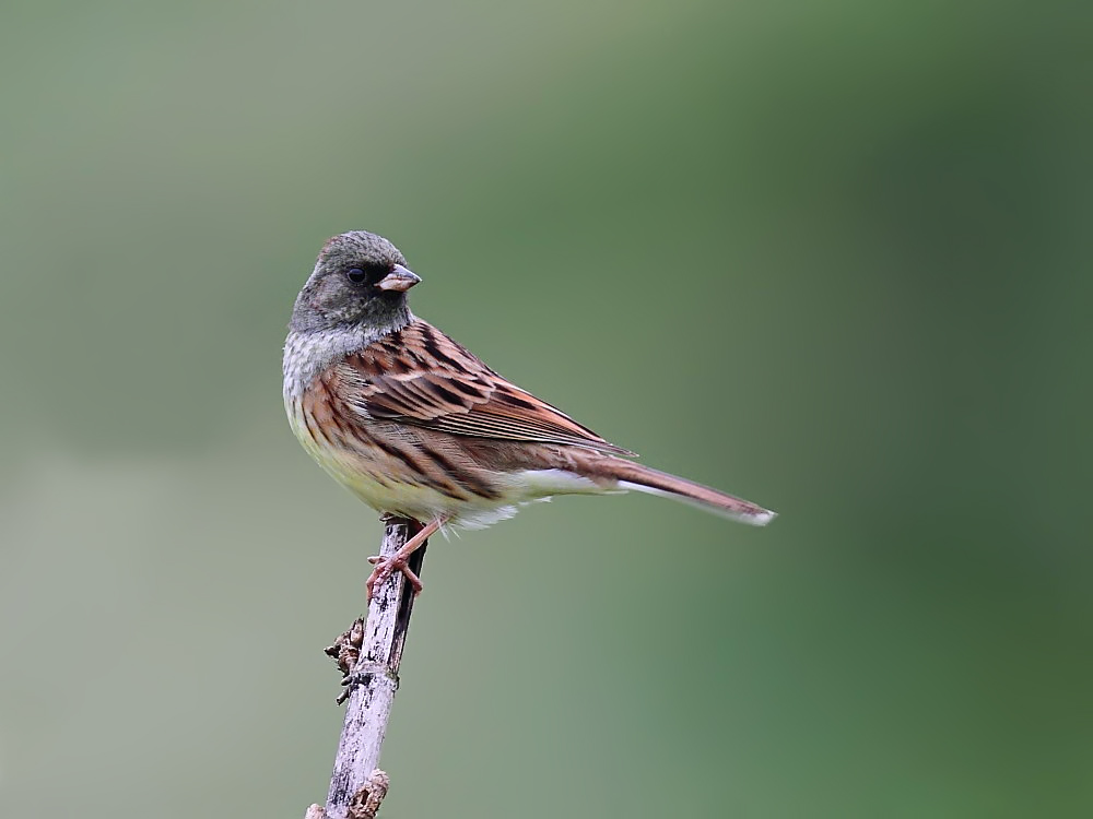 DPP_04059-1.jpg