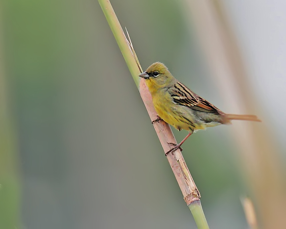 DPP_04066-1.jpg