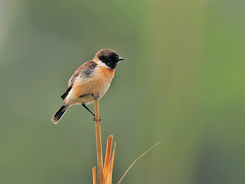 DPP_04051-1.jpg