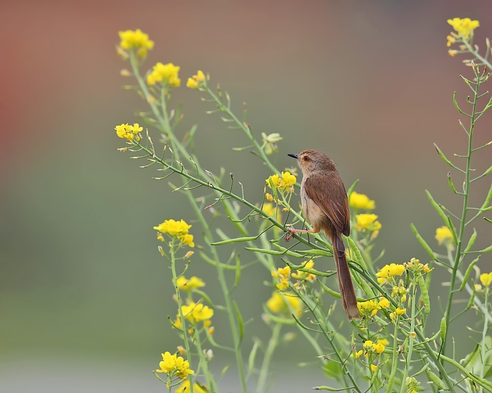 DPP_04088-2.jpg