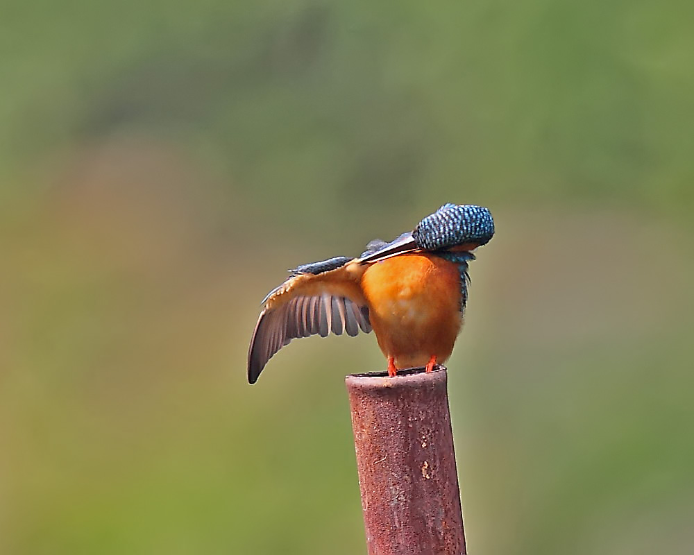 DPP_04098-1.jpg