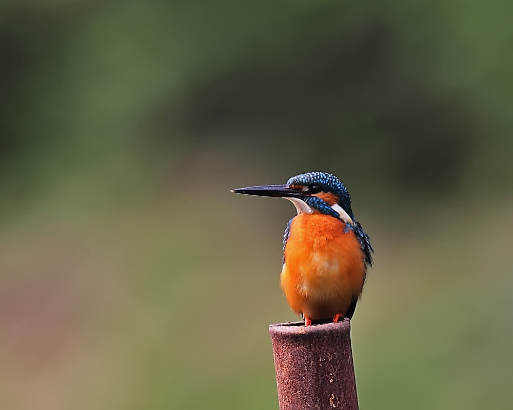 DPP_04099-1.jpg