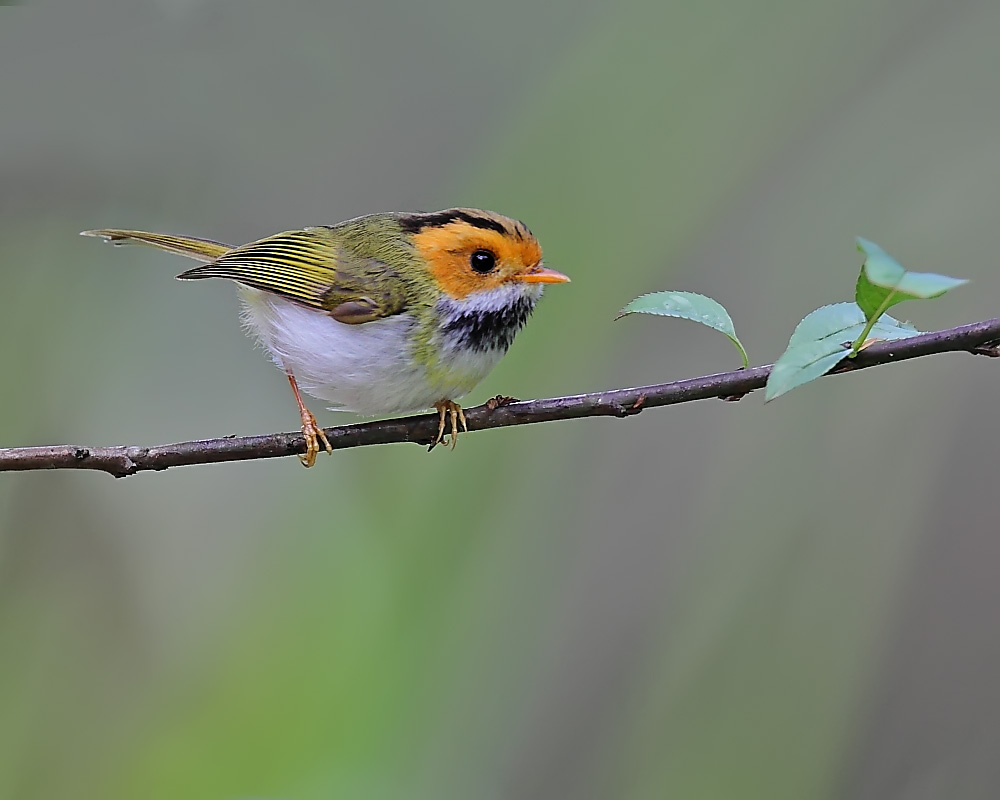 DPP_04118-1.jpg