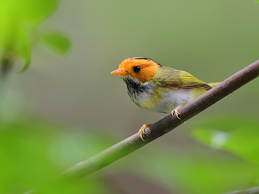 DPP_04114-1.jpg