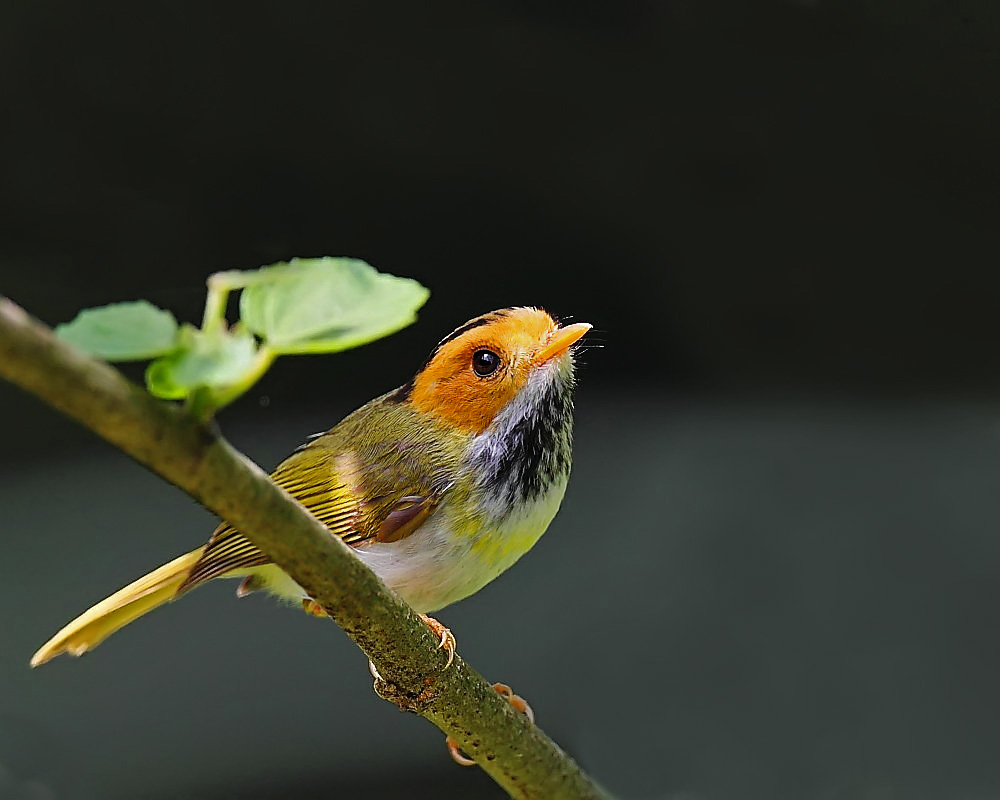 DPP_04129-2.jpg