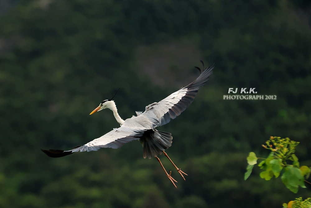 DSC_0244a.jpg