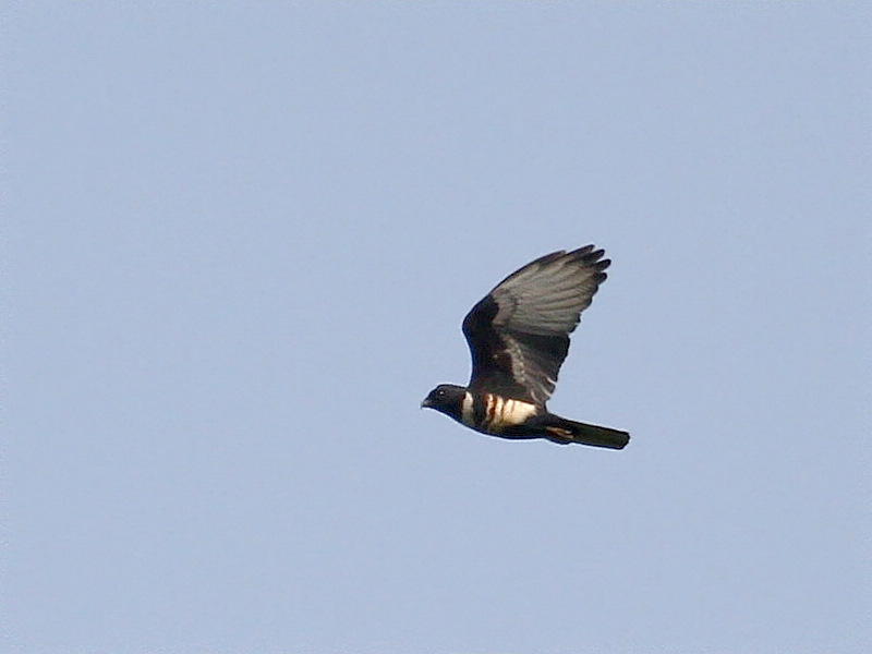 2012_05_06_0012c.jpg