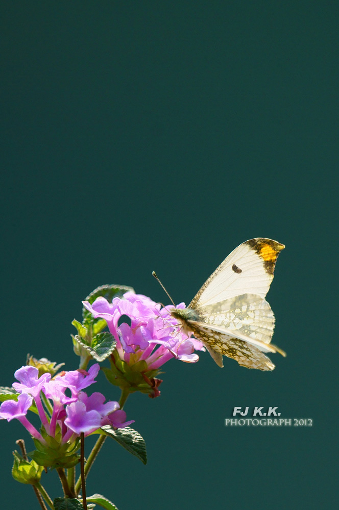 DSC04173a.jpg
