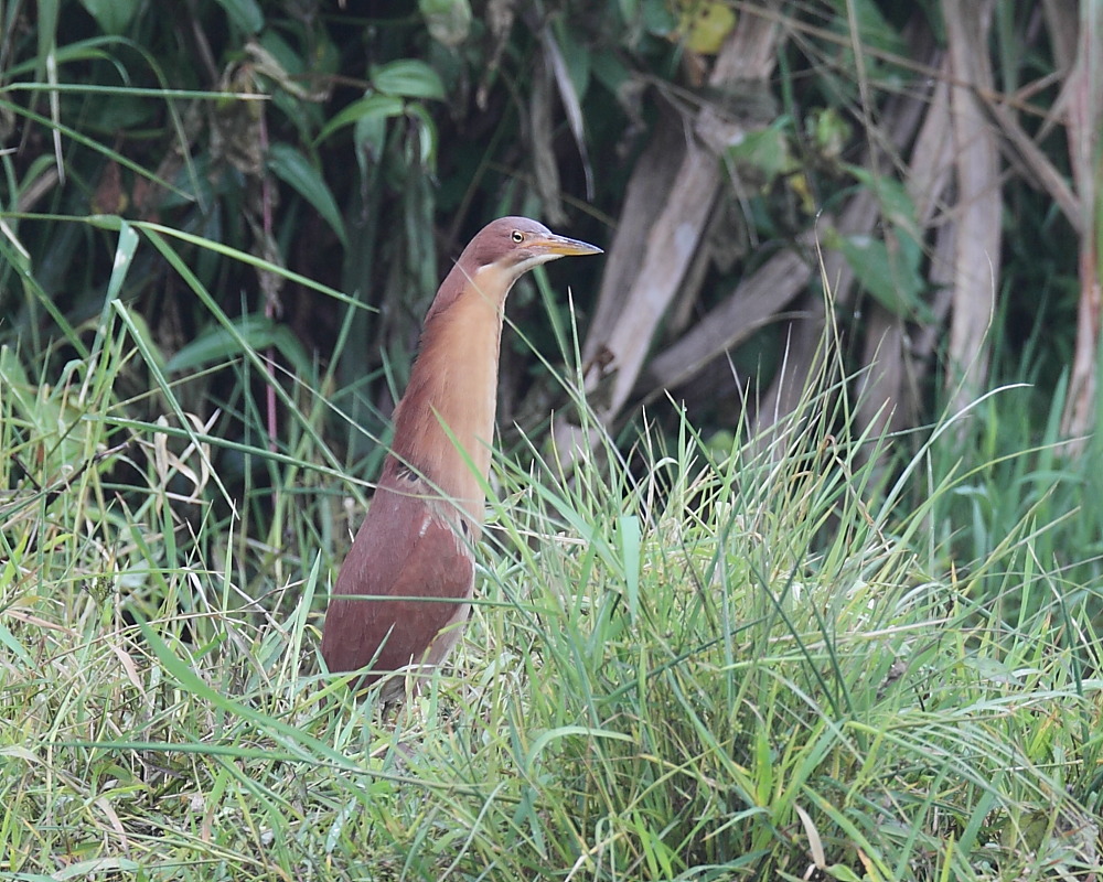 DPP_04301.JPG