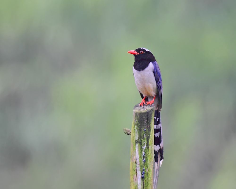 DPP_04243-1.jpg